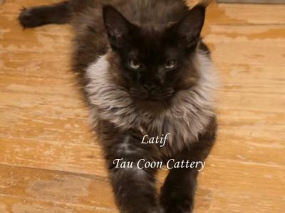 Latif Black Smoke - Maine Coon - Gallery Photo #1