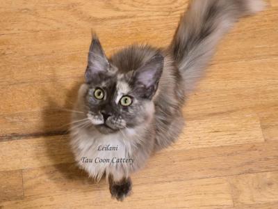 Leilani Black Smoke Tortie - Maine Coon - Gallery Photo #1