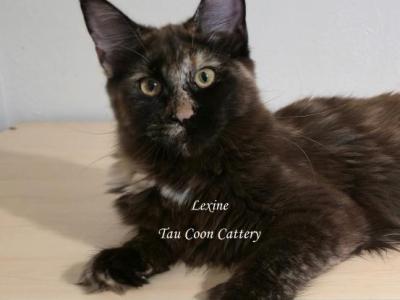 Lexine Tortie - Maine Coon - Gallery Photo #1