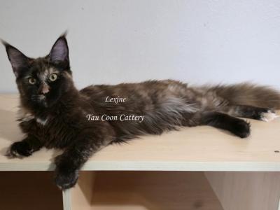 Lexine Tortie - Maine Coon - Gallery Photo #1