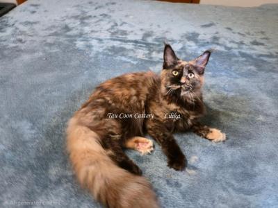 Lilika Tortie - Maine Coon - Gallery Photo #1