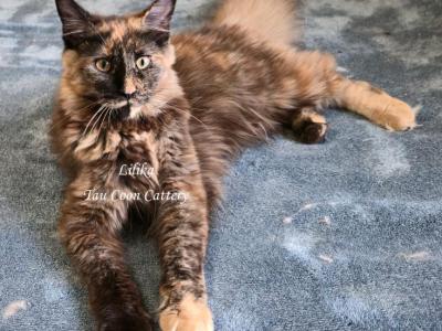 Lilika Tortie - Maine Coon - Gallery Photo #1