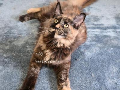 Lilika Tortie - Maine Coon - Gallery Photo #1