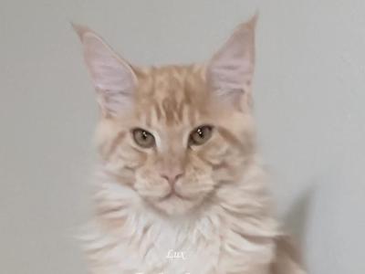 Lux Red Smoke - Maine Coon - Gallery Photo #1