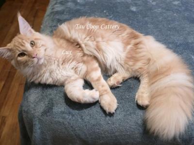 Lux Red Smoke - Maine Coon - Gallery Photo #1