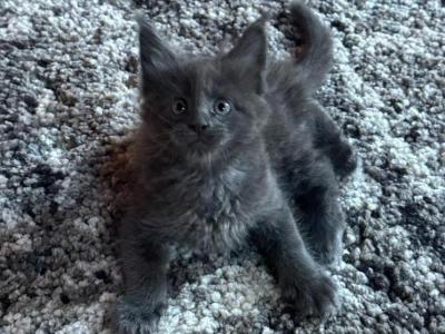 Blue - Maine Coon - Gallery Photo #1