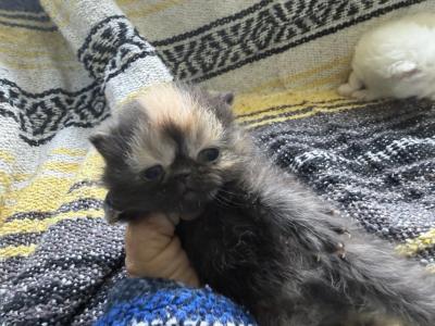 Exotic Kittens Different Kittens - Exotic - Gallery Photo #1