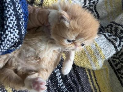 Persians Litter Different Colors - Persian - Gallery Photo #1
