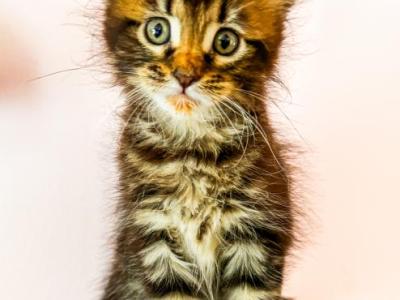 Maine Coon Female - Maine Coon - Gallery Photo #1