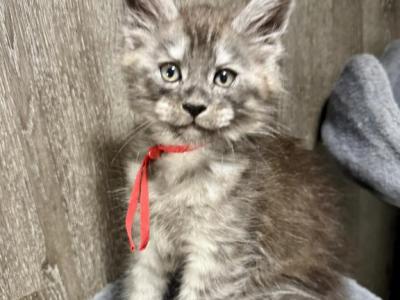 Bud - Maine Coon - Gallery Photo #1