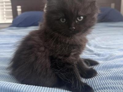 Ty Rare Ragdool & Schottish - Ragdoll - Gallery Photo #1