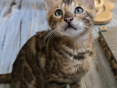 Dark Boy - Bengal - Gallery Photo #1