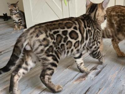 White Boy - Bengal - Gallery Photo #1