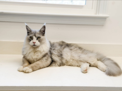Leonidas - Maine Coon - Gallery Photo #1