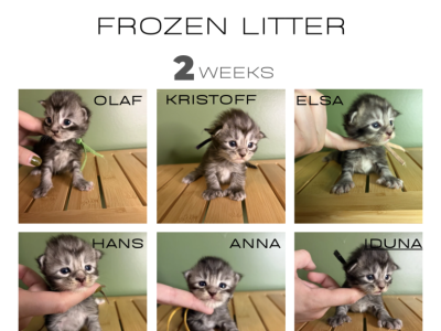 Black Silver Tabby Maine Coons - Maine Coon - Gallery Photo #1