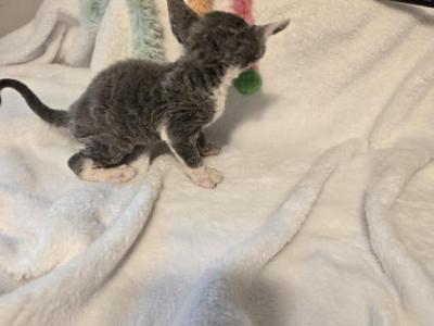 Bobo - Devon Rex - Gallery Photo #1