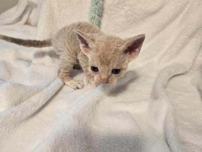 Butch - Devon Rex - Gallery Photo #1