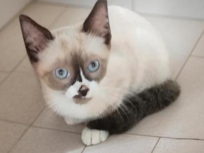 Smirk - Snowshoe - Gallery Photo #1