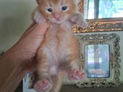 Laura Bells Babies - Maine Coon - Gallery Photo #1