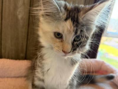 Mae - Maine Coon - Gallery Photo #1