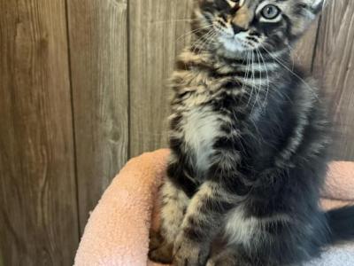 Atlas - Maine Coon - Gallery Photo #1