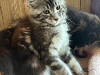 Aspen - Maine Coon - Gallery Photo #1