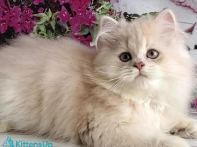 Princess - British Shorthair - Gallery Photo #1