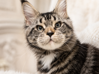 Excellent Boy Www Lynxrunecode Com Wcf FIFE - Maine Coon - Gallery Photo #1