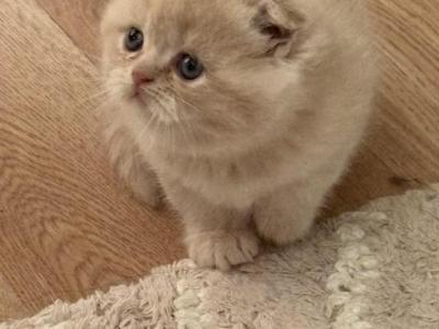 Reign - Scottish Fold - Gallery Photo #1