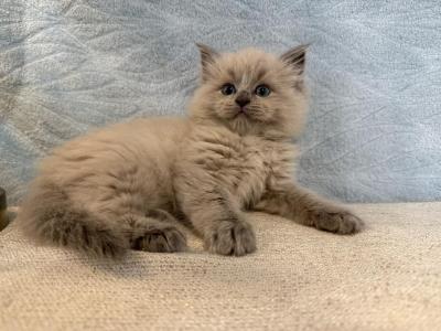 Nova - Ragdoll - Gallery Photo #1