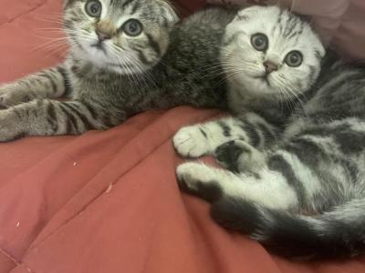 Golden And Silver Bears - Scottish Fold - Gallery Photo #1