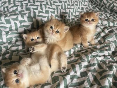 Golden Twinkies - British Shorthair - Gallery Photo #1