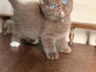 Jacob - British Shorthair - Gallery Photo #1