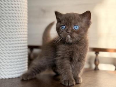 Journey - British Shorthair - Gallery Photo #1