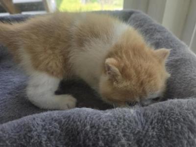 Red White Persian Male - Persian - Gallery Photo #1