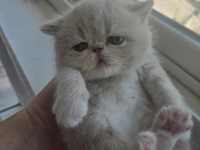 Cream Persian Female - Persian - Gallery Photo #1
