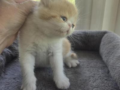 Red White Persian Male - Persian - Gallery Photo #1