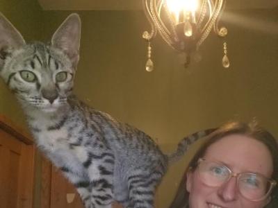 Savannah Kittens With Payment Plans - Savannah - Gallery Photo #1