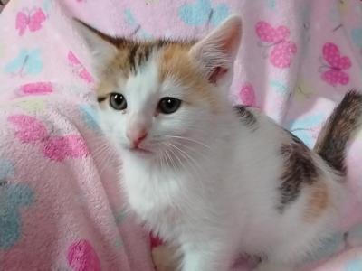 Ginger - Domestic - Gallery Photo #1