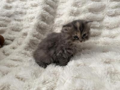 Tinkerbell - Persian - Gallery Photo #1