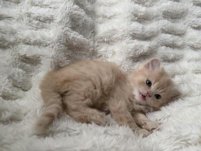 Milo - Persian - Gallery Photo #1
