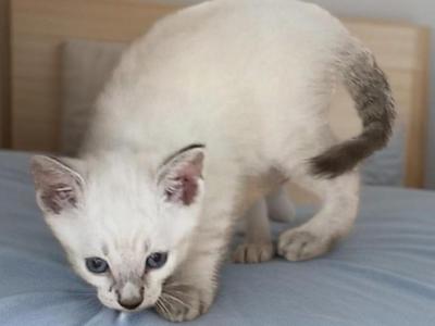Stripe Lynxpoint - Colorpoint Shorthair - Gallery Photo #1