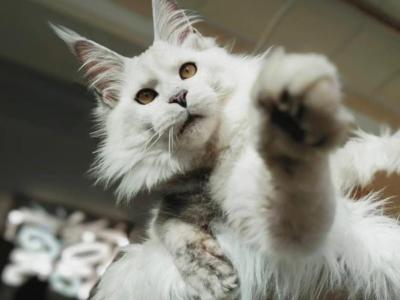 Snuffles - Maine Coon - Gallery Photo #1