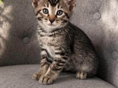 CleoBabies - Bengal - Gallery Photo #1