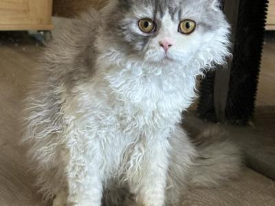 Light Gray Tuxedo Selkirk Rex - Selkirk Rex - Gallery Photo #1