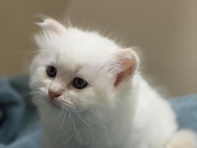 Siberian Neva Flame Lynx Point Kitten - Siberian - Gallery Photo #1