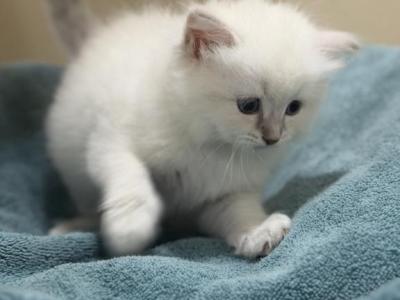 Siberian Neva Blue Lynx Point Kitten - Siberian - Gallery Photo #1