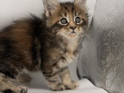 Nala - Maine Coon - Gallery Photo #1