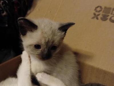 Sweet Pea - Siamese - Gallery Photo #1