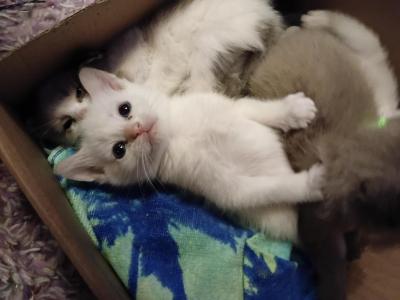 Gremlin - Siamese - Gallery Photo #1